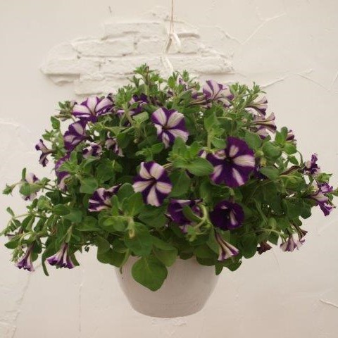 Hang petunia paars/wit